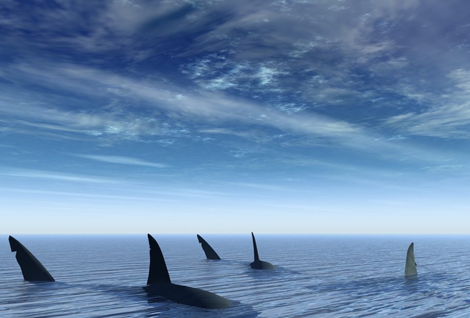 The Rise of the Great White Shark | TheBlot Magazine