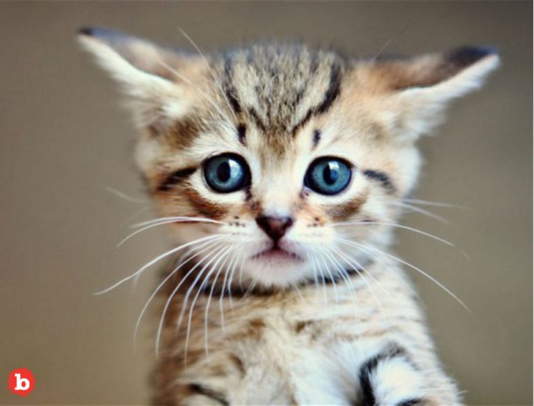 10-ways-to-tell-if-your-cat-or-kitten-is-sick-theblot-magazine