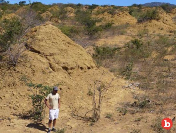 4000 year old termite colony