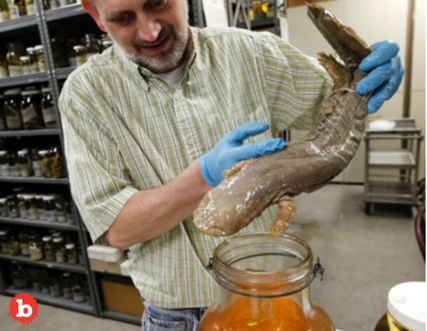 Pennsylvania Names Eastern Hellbender as Official State Amphibian