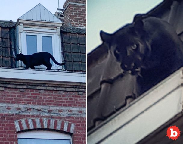 black panther caught prowling french rooftops