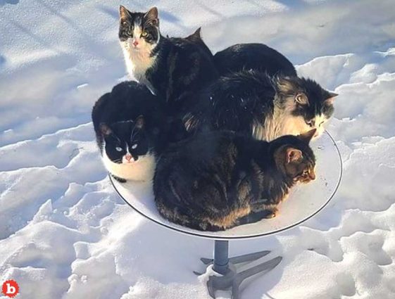 duh-starlink-self-heating-satellite-dishes-become-outdoor-cat-lounges