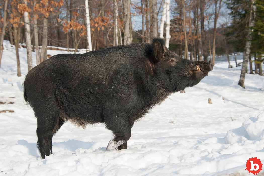 ALERT: Canadian Bacon About to Invade America