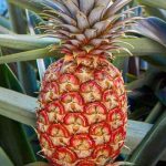 Expensive! Rubyglow Pineapple Now Selling for $395 a Piece?