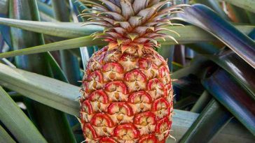 Expensive! Rubyglow Pineapple Now Selling for $395 a Piece?