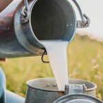 Raw Milk Demand Surges, Idiots Think It Gives Bird Flu Immunity