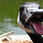 Small New Jersey Town Plans to Gas Geese Because too Much Goose Poo