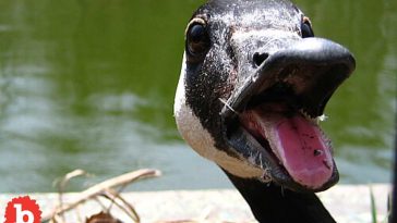 Small New Jersey Town Plans to Gas Geese Because too Much Goose Poo