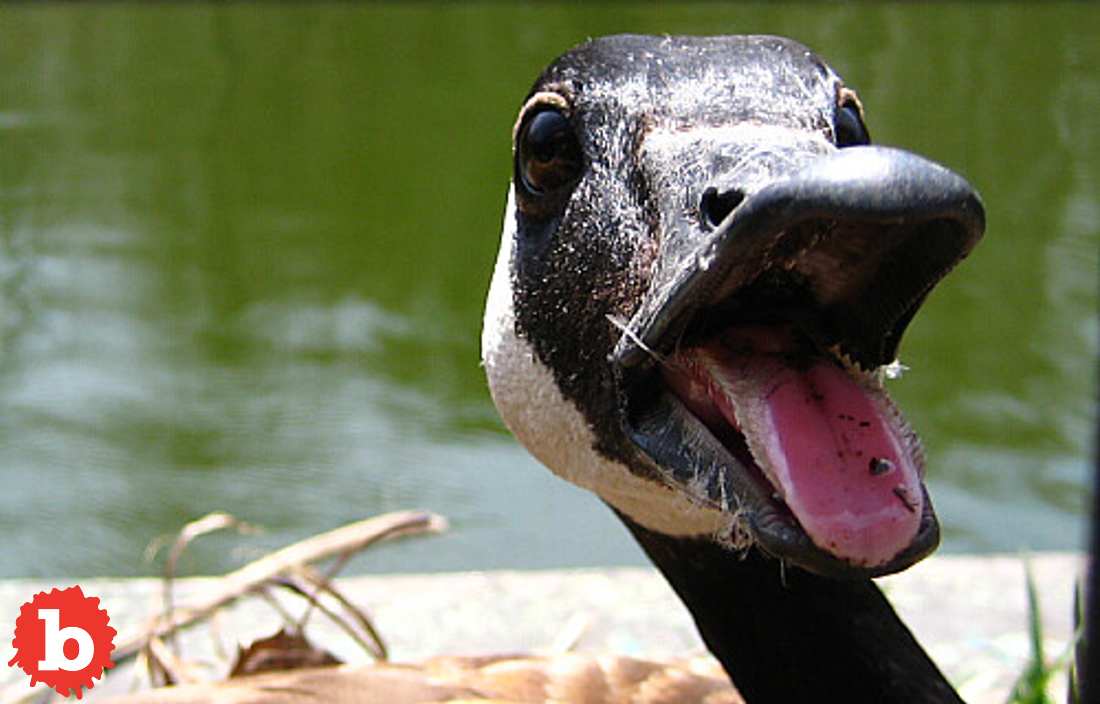 Small New Jersey Town Plans to Gas Geese Because too Much Goose Poo