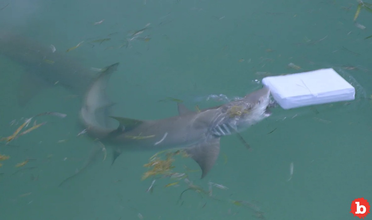 Now, Brazilian Sharpnose Sharks Are Testing Very Positive For Cocaine?
