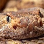 Livestreaming a “Mega-Den” With 100’s of Rattlesnakes