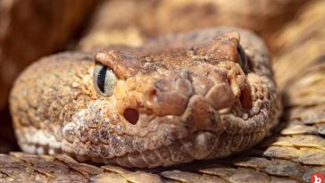 Livestreaming a “Mega-Den” With 100’s of Rattlesnakes