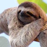 What Is Sloth Fever and How Scared Should You Be?