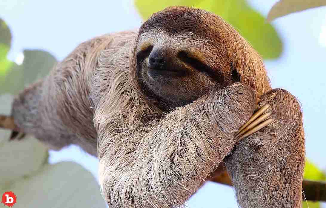 What Is Sloth Fever and How Scared Should You Be?