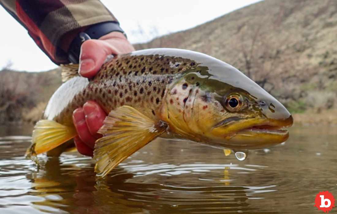 Woman Goes to Court For Bestiality With a Live, Brown Trout