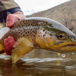 Woman Goes to Court For Bestiality With a Live, Brown Trout