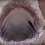 Spinner Shark Bites Surfer, Surfer Catches Shark, Fillets and Eats It