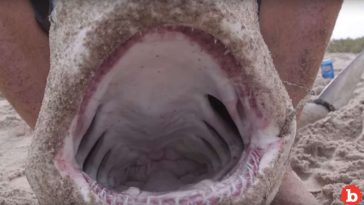 Spinner Shark Bites Surfer, Surfer Catches Shark, Fillets and Eats It