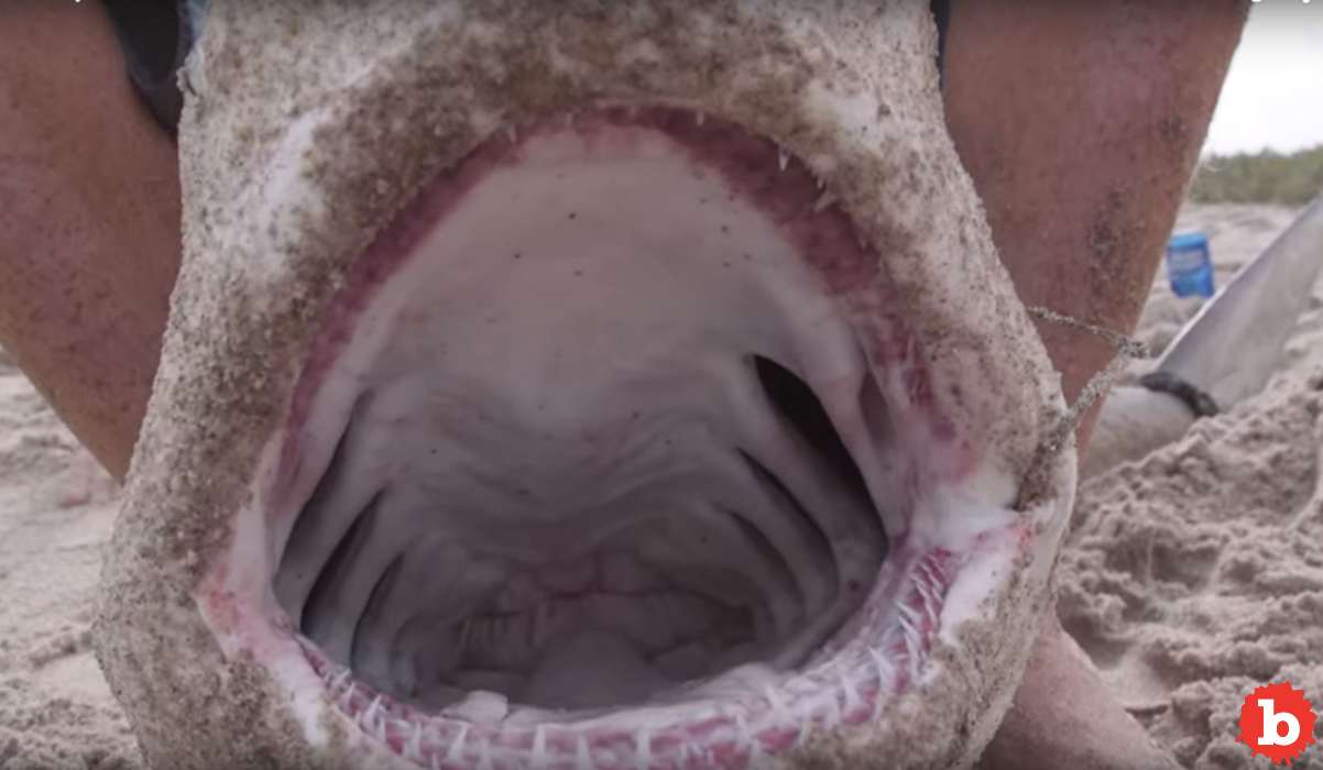 Spinner Shark Bites Surfer, Surfer Catches Shark, Fillets and Eats It