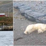 Icelandic Police Shoot First Polar Bear Seen There Since 2016