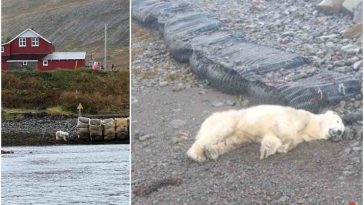 Icelandic Police Shoot First Polar Bear Seen There Since 2016