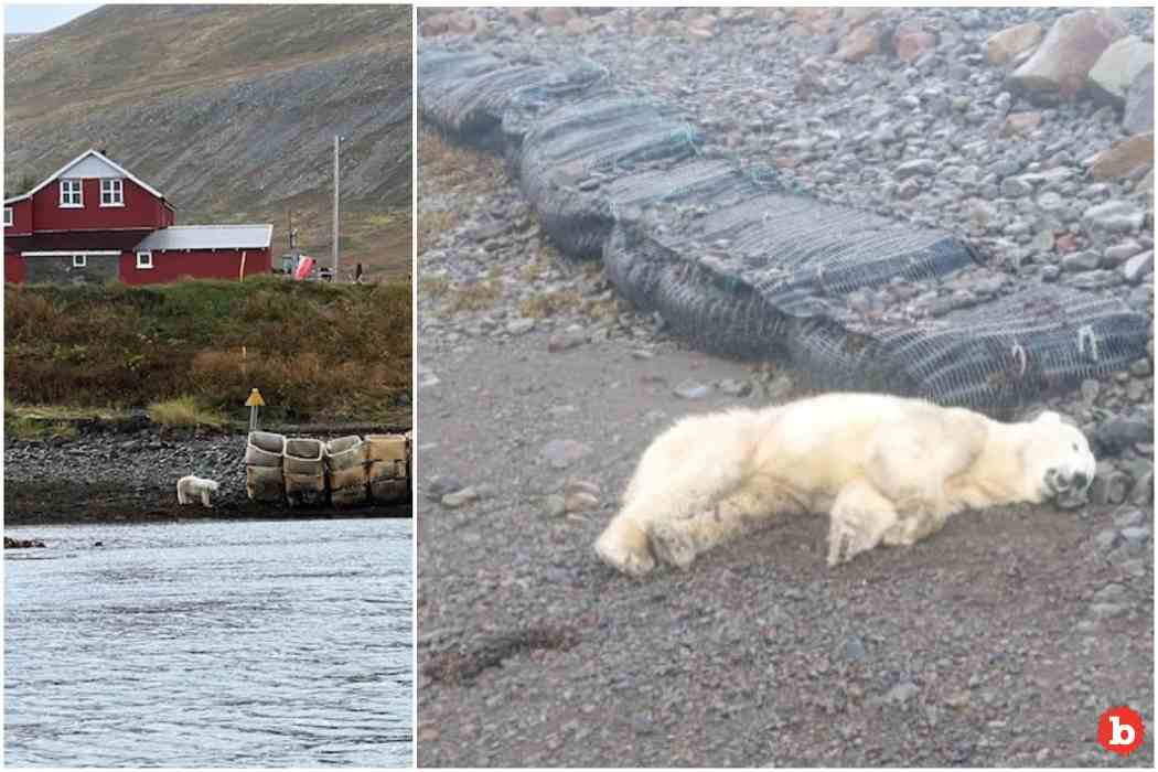 Icelandic Police Shoot First Polar Bear Seen There Since 2016