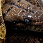 16-Foot Python Bites, Traps Thai Woman For 2 Hours In Her Kitchen