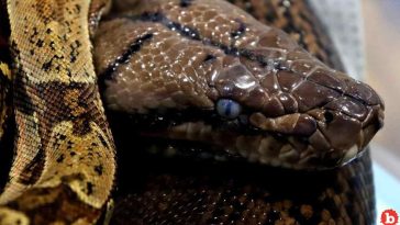 16-Foot Python Bites, Traps Thai Woman For 2 Hours In Her Kitchen