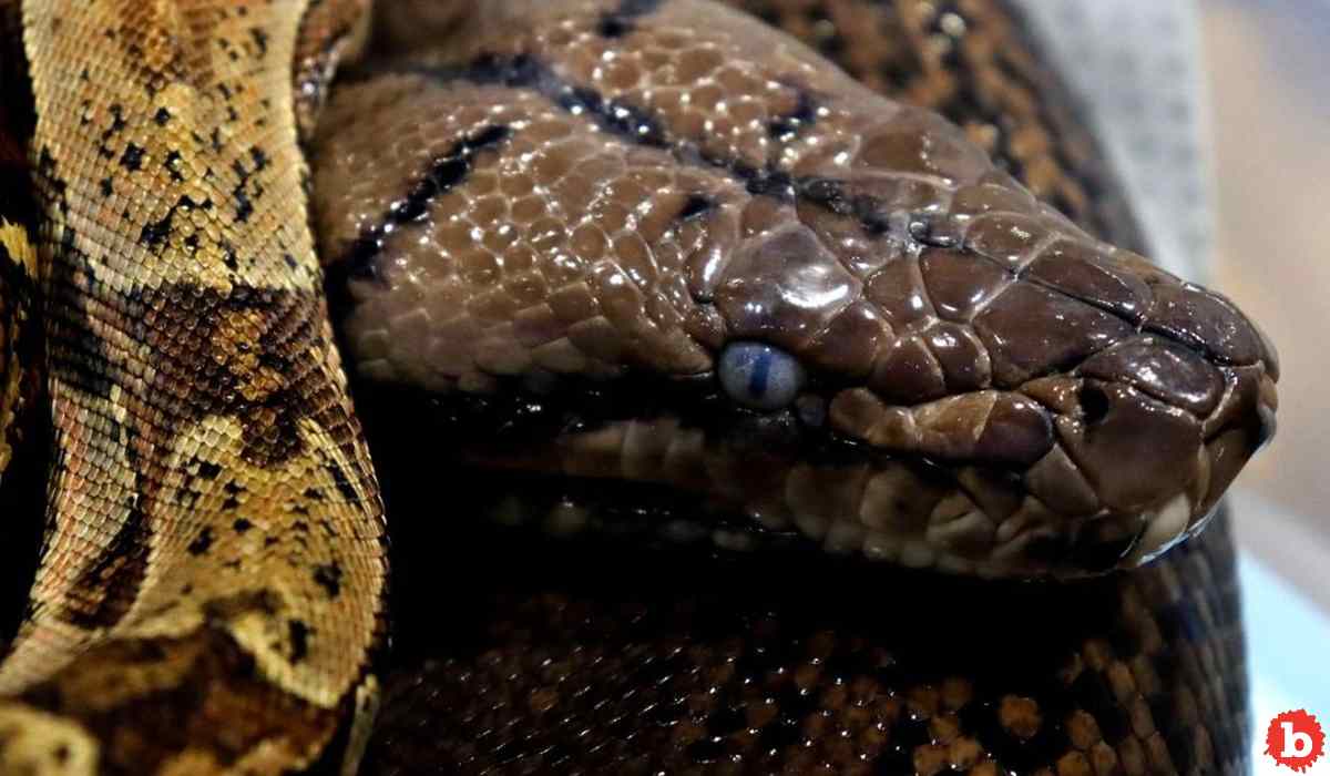 16-Foot Python Bites, Traps Thai Woman For 2 Hours In Her Kitchen