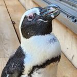 Captivity Penguin Pen-Chan In Japan Escapes, Found 28 Miles Away