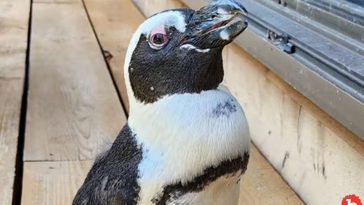 Captivity Penguin Pen-Chan In Japan Escapes, Found 28 Miles Away