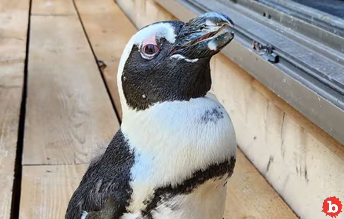 Captivity Penguin Pen-Chan In Japan Escapes, Found 28 Miles Away