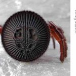 Is That An Oreo On The Ground, Or a Trapdoor Ravine Spider?