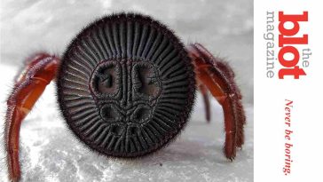 Is That An Oreo On The Ground, Or a Trapdoor Ravine Spider?