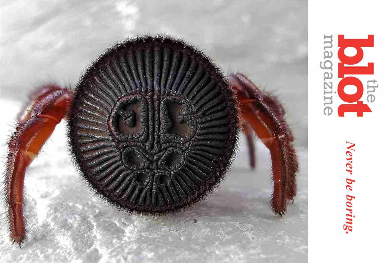 Is That An Oreo On The Ground, Or a Trapdoor Ravine Spider?