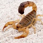 Man’s Lawsuit Against Vegas Casino For Scorpion Testicle Sting More Than Nuts