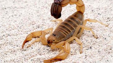 Man’s Lawsuit Against Vegas Casino For Scorpion Testicle Sting More Than Nuts