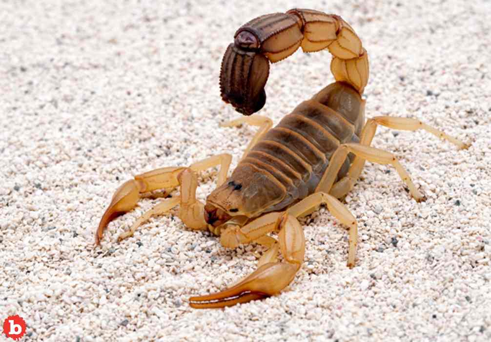 Man’s Lawsuit Against Vegas Casino For Scorpion Testicle Sting More Than Nuts