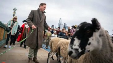 Actor Damian Lewis Goes Medieval, Herds Sheep Over Southwark Bridge