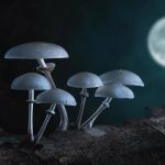 NASA Looks to Grow Lunar Mushrooms to Build Homes There