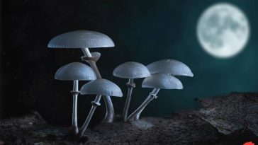 NASA Looks to Grow Lunar Mushrooms to Build Homes There