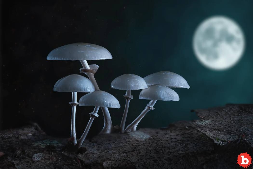 NASA Looks to Grow Lunar Mushrooms to Build Homes There