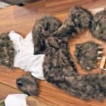 Insurance Fraud! “Bear” Trashes Luxury Cars in California
