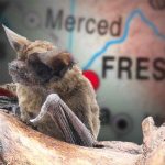 Teacher Dead From Rabies After Bat Bite in California Classroom