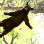 Hunter Illegally Shoots Bear In Tree, Bear Lands on Friend, Killing Him