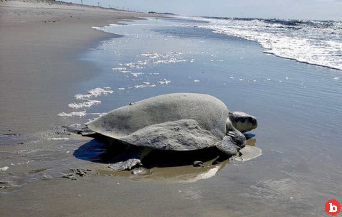 Gulf of Mexico Sea Turtle Found in the Netherlands Goes Home