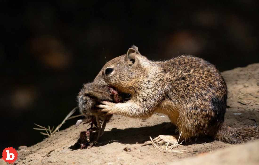 California Now Has Predator, Carnivorous Squirrels?