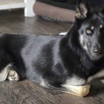 Florida Dog Athena Missing For a Week Rings Doorbell on Christmas Eve