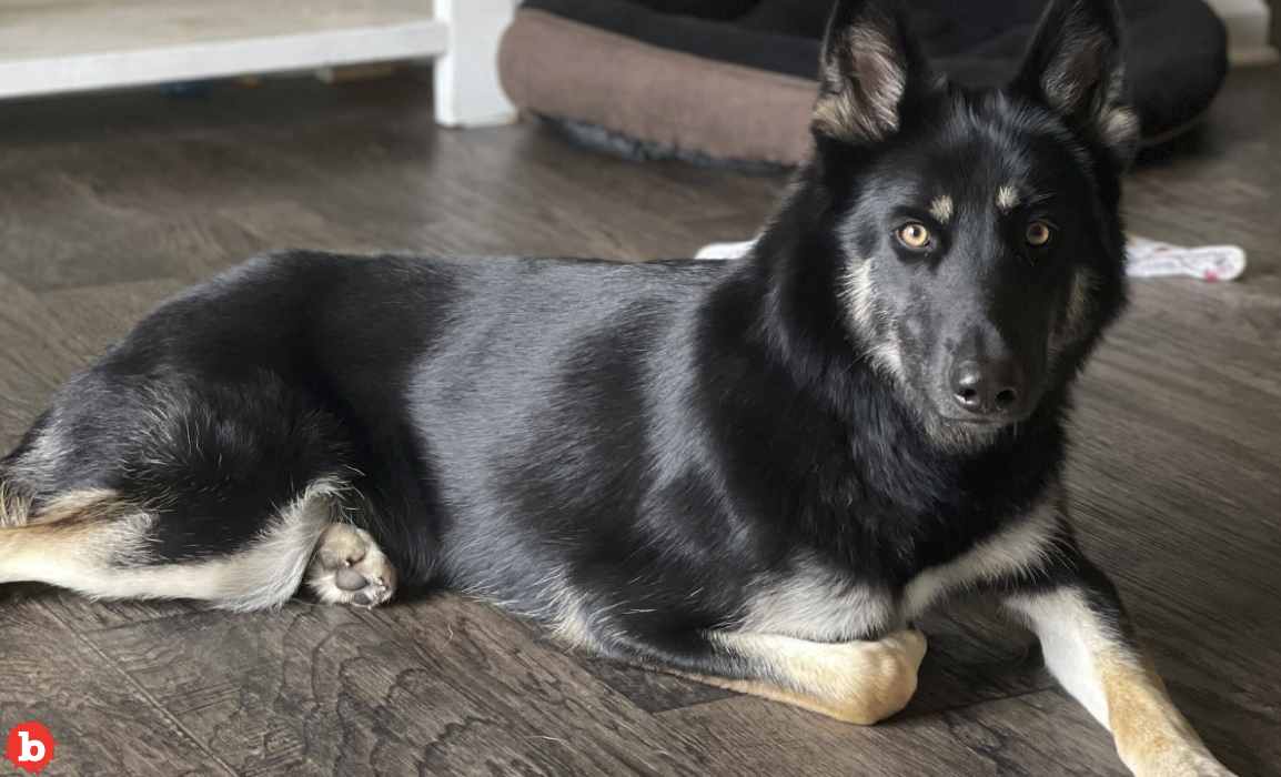 Florida Dog Athena Missing For a Week Rings Doorbell on Christmas Eve