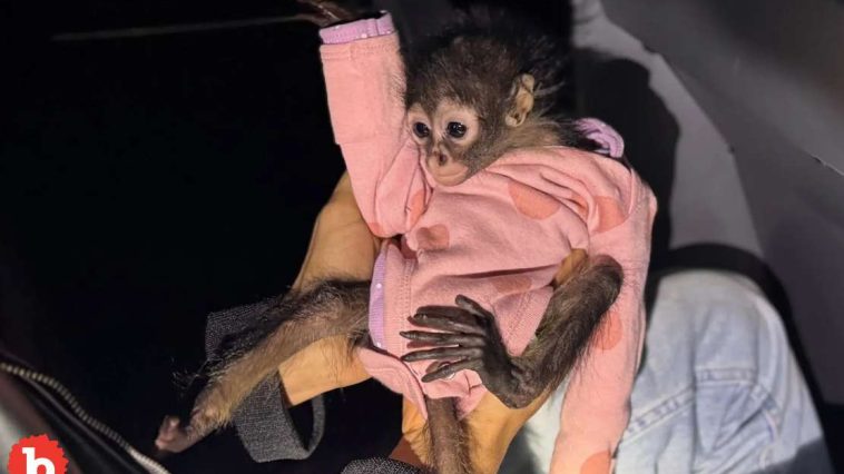 Rolls Royce Traffic Stop Finds Lotsa Weed, Baby Spider Monkey in Onesie
